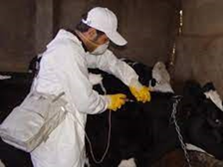 پوشش حدود 60 درصدی جمعیت دام سنگین قوچان علیه بیماری تب برفکی سویه SAT1